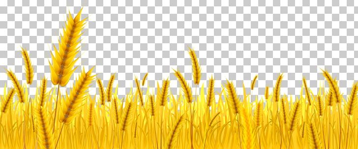 Wheat Farmer PNG, Clipart, Agriculture, Barley, Cartoon Wheat, Cereal, Computer Wallpaper Free PNG Download