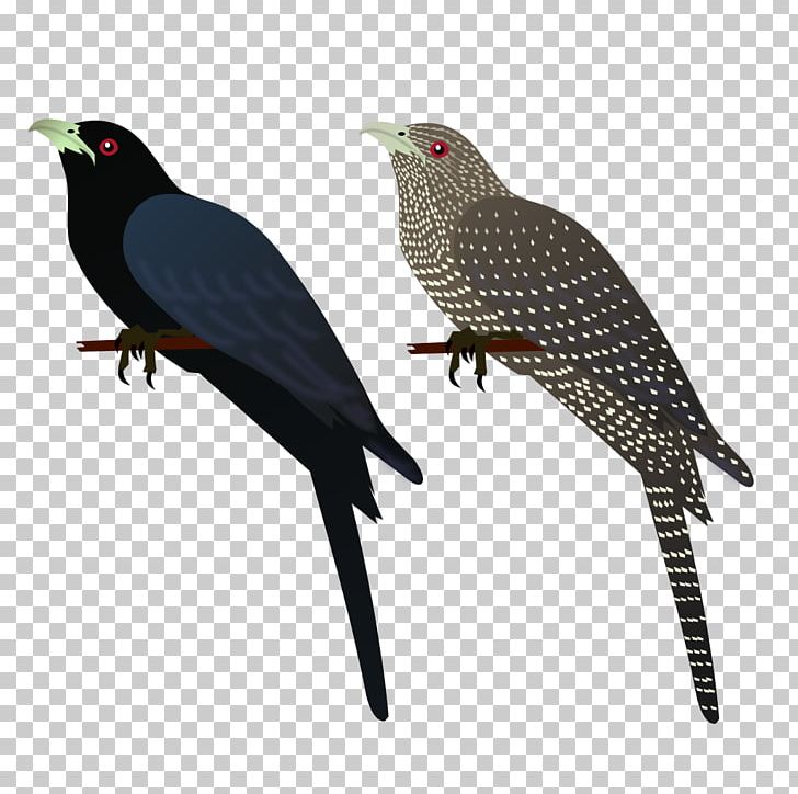 Asian Koel Bird House Crow Common Myna PNG, Clipart, Alexandrine Parakeet, Animal, Animals, Asian Koel, Beak Free PNG Download