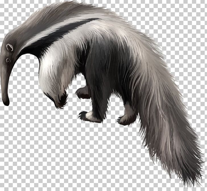 Giant Anteater Armadillo PNG, Clipart, Animal, Anteater, Armadillo, Carnivoran, Clip Art Free PNG Download