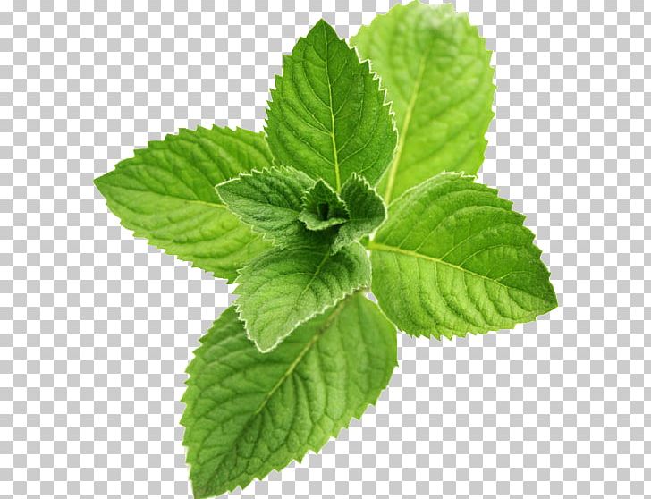 Peppermint Mentha Spicata Flavor Taste PNG, Clipart, Aroma Compound, Concentrate, Essential Oil, Extract, Flavor Free PNG Download