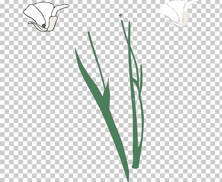 Plant Stem Flower Free Content PNG, Clipart, Branch, Common Daisy, Flora, Flower, Flowering Plant Free PNG Download