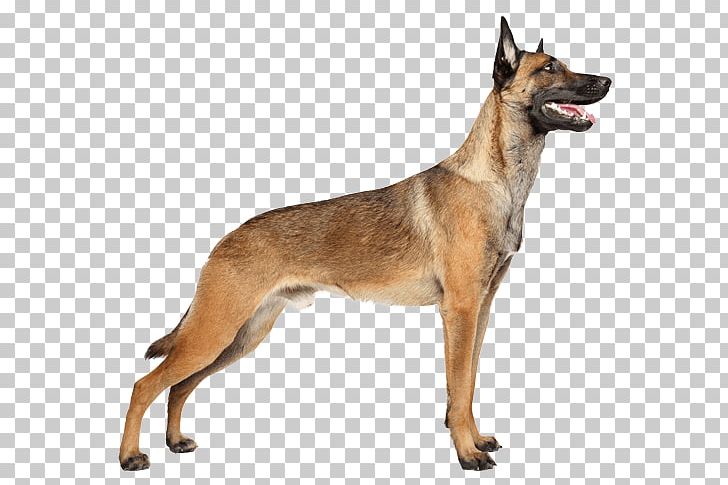 Malinois Dog German Shepherd Belgian Shepherd Tervuren Puppy PNG, Clipart, Belgian Shepherd, Belgian Shepherd Malinois, Carnivoran, Ci Defaid, Dog Free PNG Download