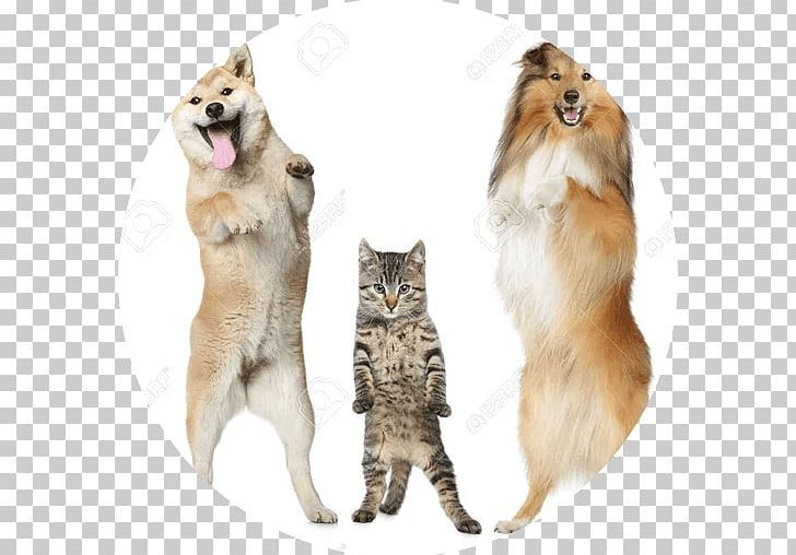 Shetland Sheepdog Shiba Inu Jack Russell Terrier Stock Photography PNG, Clipart, Carnivoran, Cat, Cat Like Mammal, Depositphotos, Dog Breed Free PNG Download