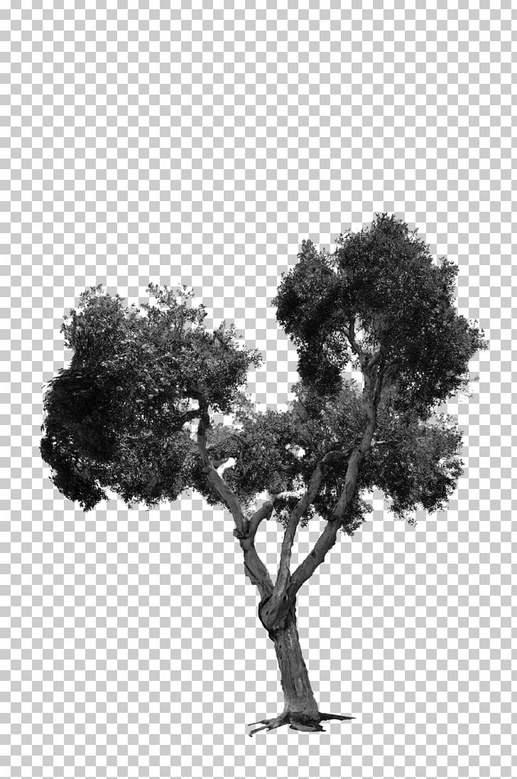 Stock Photography PNG, Clipart, Black And White, Branch, Credit, Deviantart, Houseplant Free PNG Download