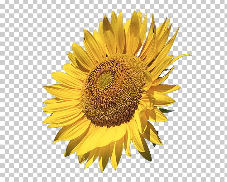 Sunflower Sunflower Seed Flower PNG, Clipart, Art, Common Sunflower, Daisy Family, Desktop Wallpaper, Flower Free PNG Download