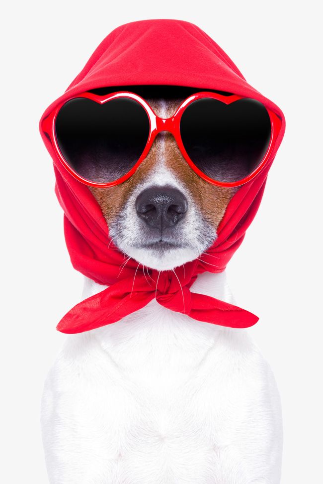 Dog Wearing A Red Scarf PNG, Clipart, Animal, Animal Material, Dog, Dog Clipart, Glasses Free PNG Download