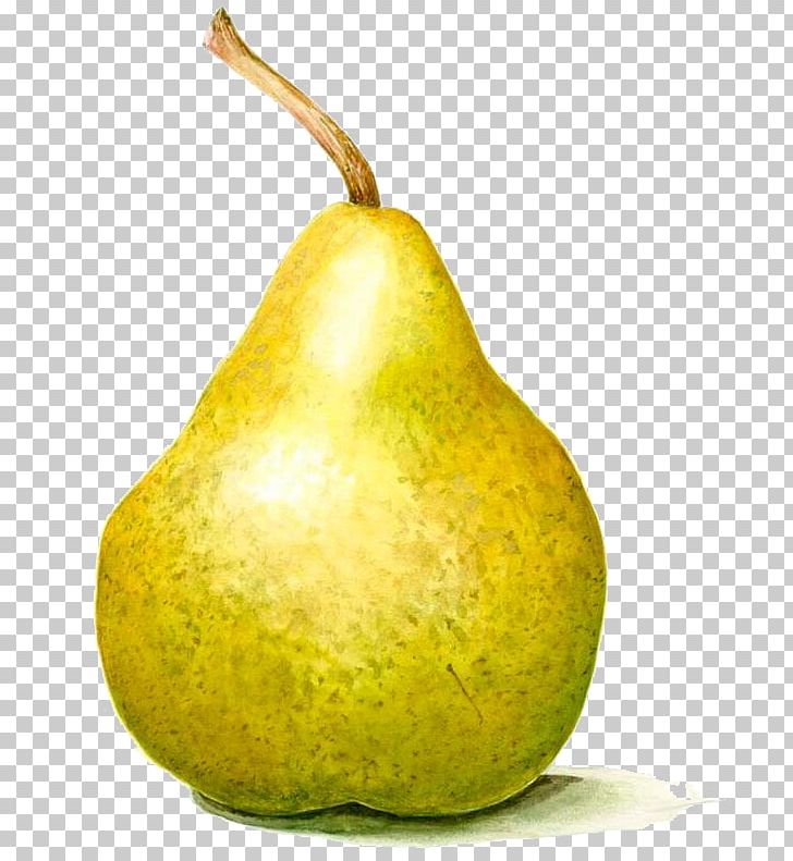 Pear Paper Watercolor Painting Drawing PNG, Clipart, Art, Cartoon, Creative, Decoupage, Drawing Free PNG Download
