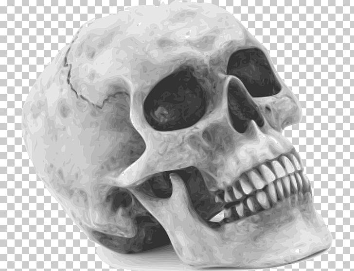 Skull Human Skeleton PNG, Clipart, Anatomy, Black And White, Bone, Clip Art, Fantasy Free PNG Download