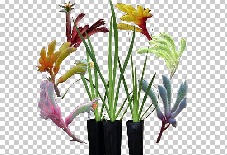Tall Kangaroo Paw Cut Flowers Plant PNG, Clipart, Amaryllis Belladonna, Angus, Animals, Approximately, Blue Free PNG Download