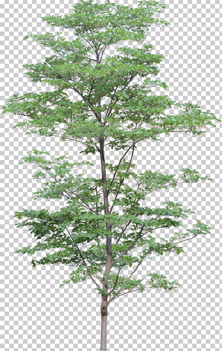 Tree Computer Icons PNG, Clipart, Branch, Bushes, Clip Art, Computer Icons, Conifer Free PNG Download