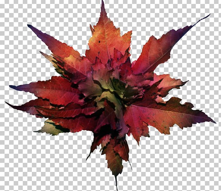 Autumn Leaf Color Autumn Leaf Color PNG, Clipart, Atmosphere Was Strewn With Flowers, Autumn, Autumn Leaf Color, Flower, Flowering Plant Free PNG Download