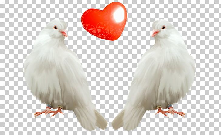 Columbidae Domestic Pigeon Bird PNG, Clipart, Animals, Animation, Beak, Bird, Bird Flight Free PNG Download