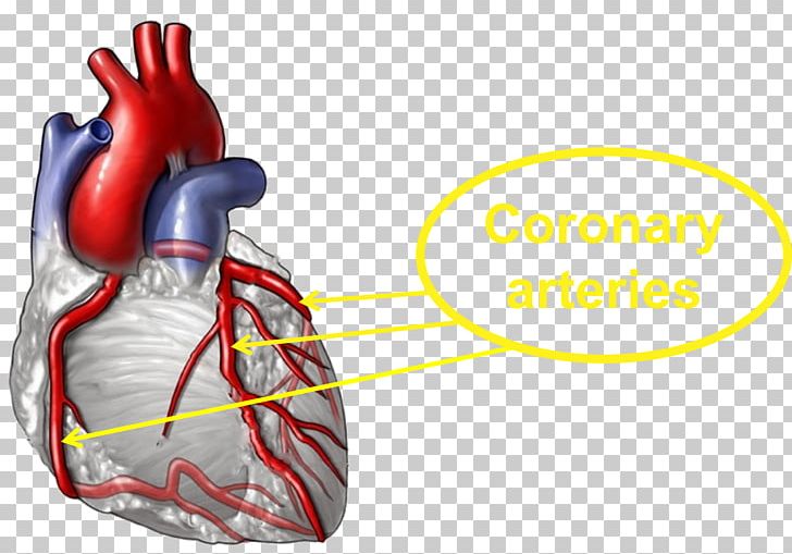 Coronary Artery Disease Heart Medicine Coronary Arteries Health PNG, Clipart, Artery, Blood, Blood Vessel, Blood Vessels, Cardiovascular Disease Free PNG Download