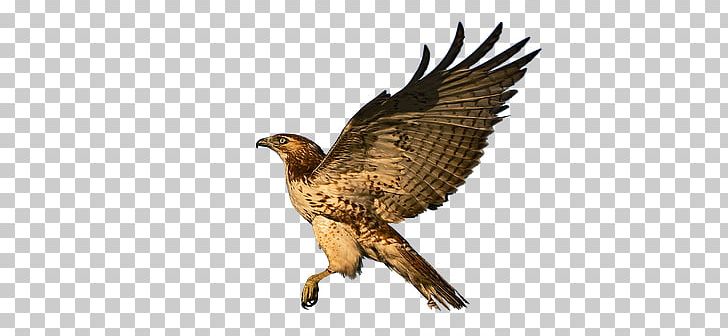 Eagle Red-tailed Hawk Bird Of Prey PNG, Clipart, Accipitridae, Accipitriformes, Animals, Bald Eagle, Beak Free PNG Download