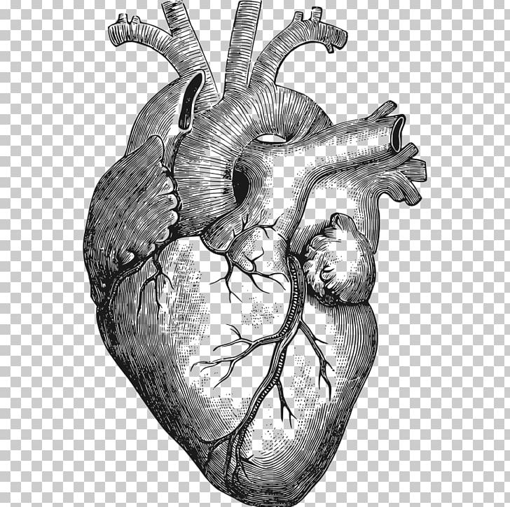Heart Anatomy T-shirt Organ Human Body PNG, Clipart, Anatomically Correct Doll, Black And White, Bone, Circulatory System, Drawing Free PNG Download