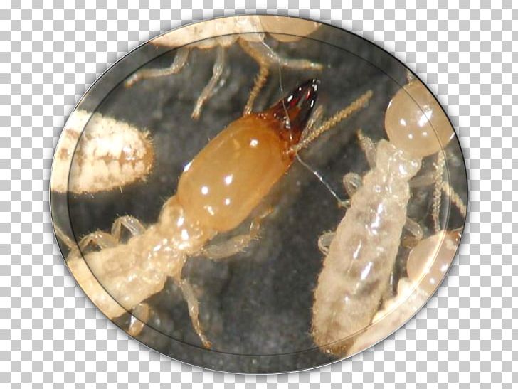 Insect Termite Ant Fumigation Pest Control PNG, Clipart, Animal Source Foods, Ant, Arthropod, Bed Bug, Cellulose Free PNG Download