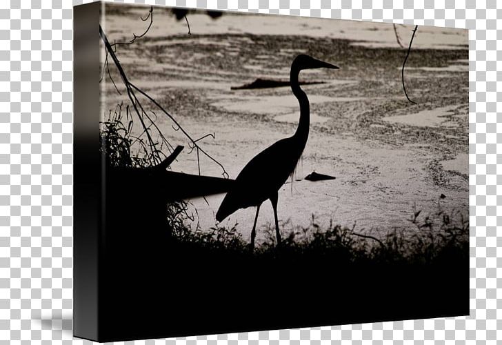 Water Bird Beak White PNG, Clipart, Animals, Beak, Bird, Black And White, Blue Lake Free PNG Download