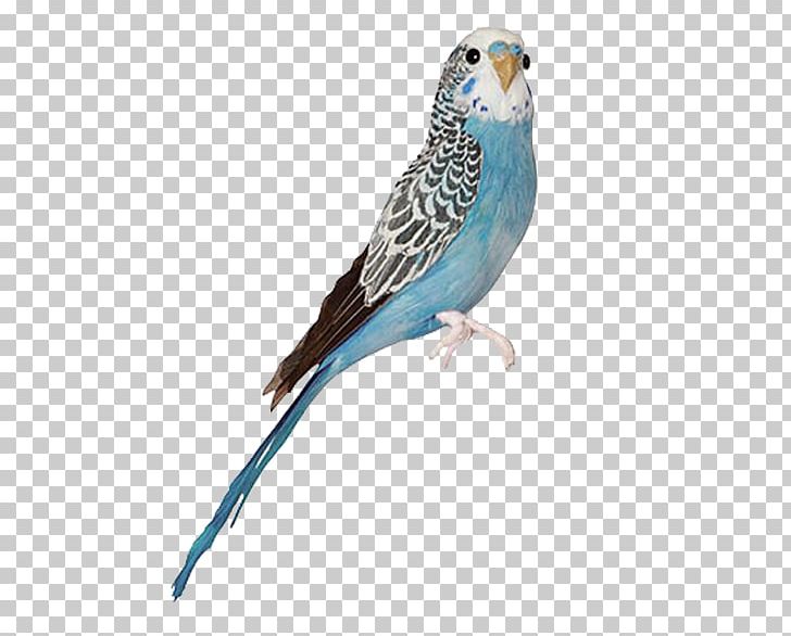 Blue Budgerigar Mutation Bird Parakeet Blue Jay PNG, Clipart, Animals, Beak, Birds, Blue, Budgerigar Free PNG Download