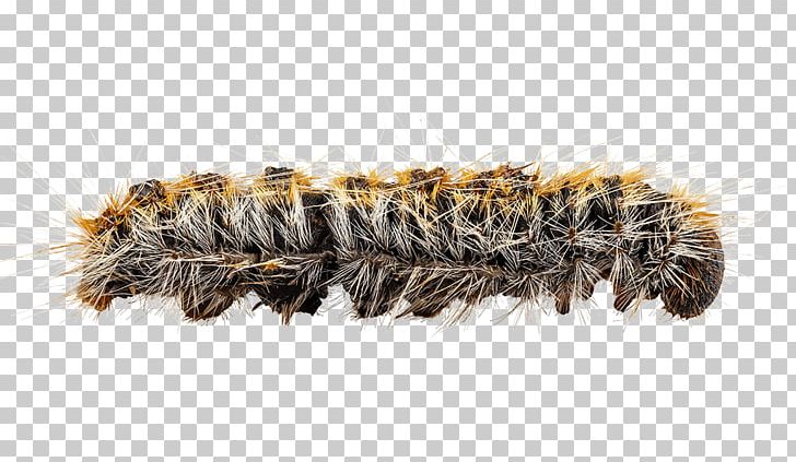 Butterfly Insect Caterpillar Pine Processionary PNG, Clipart, Animals, Butterfly, Caterpillar, Clip Art, Imago Free PNG Download