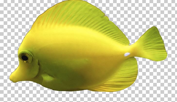 Deep Sea Creature Jellyfish Yellow Tang Aquatic Animal PNG, Clipart, Animals, Aquatic Animal, Barreleye, Coral Reef Fish, Deep Sea Free PNG Download