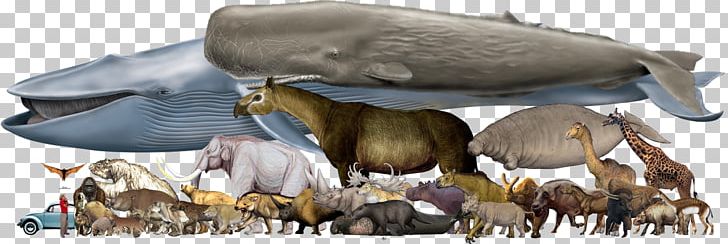Megafauna Reptile Mammal Homo Sapiens Rhinoceros PNG, Clipart, Animal, Animal Figure, Argentavis Magnificens, Blue Whale, Cattle Like Mammal Free PNG Download
