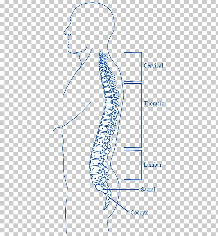 Organ Spinal Cord Injury Vertebral Column PNG, Clipart, Anatomy, Angle, Area, Bone, Coccyx Free PNG Download