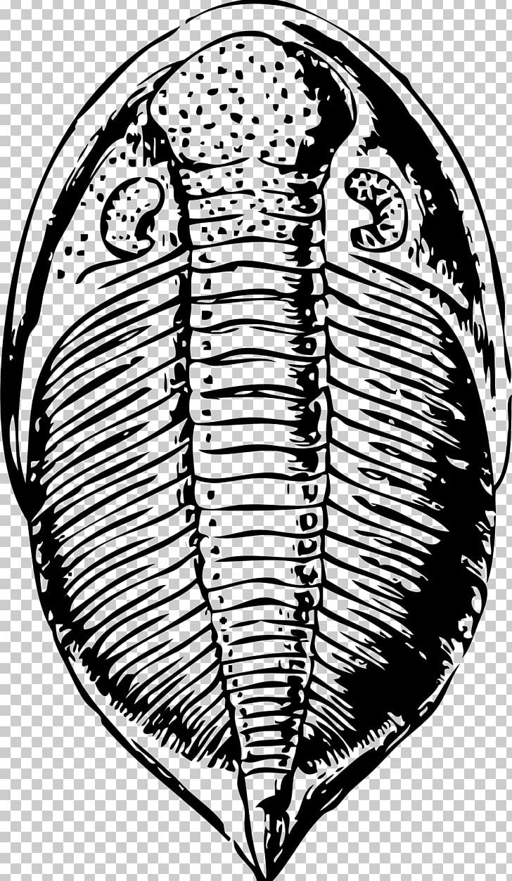Trilobite Fossil Drawing PNG, Clipart, Asaphus Kowalewskii, Black And White, Circle, Download, Drawing Free PNG Download