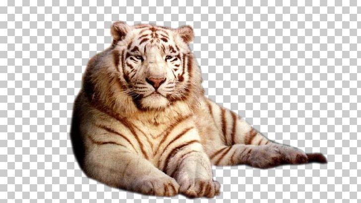 Cat Dog Bengal Tiger White Tiger PNG, Clipart, Animal, Animals, Arctic Wolf, Bengal Tiger, Big Cat Free PNG Download