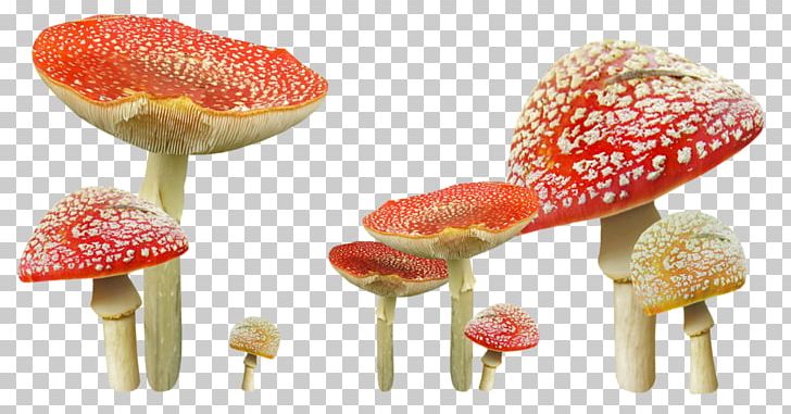 Edible Mushroom Autumn Fungus PNG, Clipart, Blog, Chanterelle, Common Mushroom, Craterellus Tubaeformis, Derecho Free PNG Download