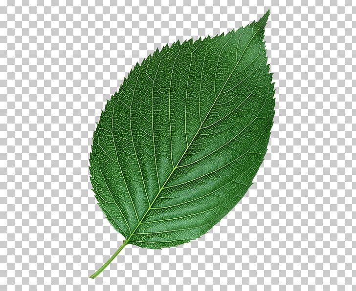 Leaf Petiole Yellow White Species PNG, Clipart, Color, Elm, Elm Family, Flower, Leaf Free PNG Download