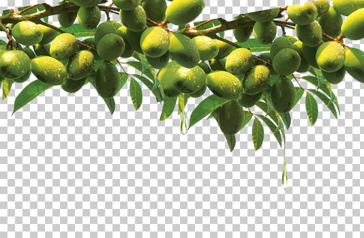 Olive Oil Olive Leaf PNG, Clipart, Auglis, Black Olive, Branch, Citrus, Decorative Free PNG Download
