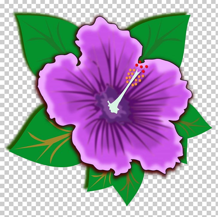 Spider Hibiscus Shoeblackplant PNG, Clipart, Annual Plant, Desktop Wallpaper, Flower, Flower Clipart, Flowering Plant Free PNG Download