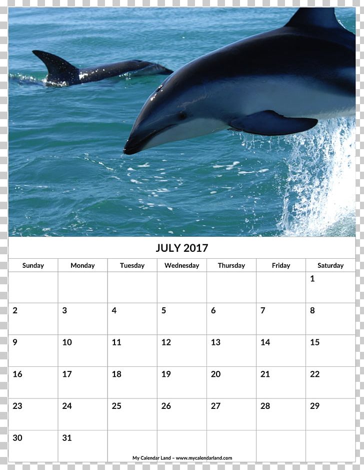 Dusky Dolphin Hourglass Dolphin Pacific White-sided Dolphin Wholphin Rough-toothed Dolphin PNG, Clipart,  Free PNG Download