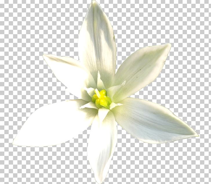 Flower Lilium Candidum White PNG, Clipart, Amaryllis, Amaryllis Family, Cut Flowers, Download, Fleurdelis Free PNG Download