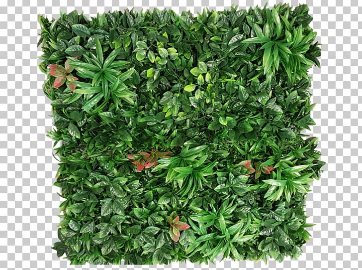 Plant Green Wall Garden Shrub PNG, Clipart, Artificial Flower, Artificial Turf, Evergreen, Flower, Food Drinks Free PNG Download