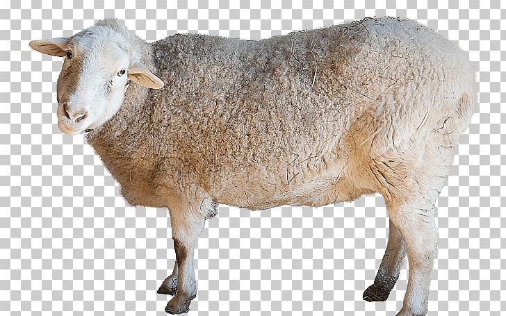 Sheep KidZooU Anglo-Nubian Goat Cattle Animal PNG, Clipart, Anglonubian Goat, Animal, Animalassisted Therapy, Cattle, Cattle Like Mammal Free PNG Download