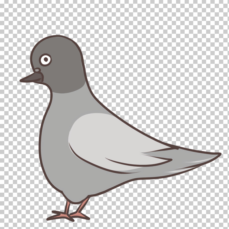 Feather PNG, Clipart, Beak, Columbidae, Duck, Feather, Stock Dove Free PNG Download