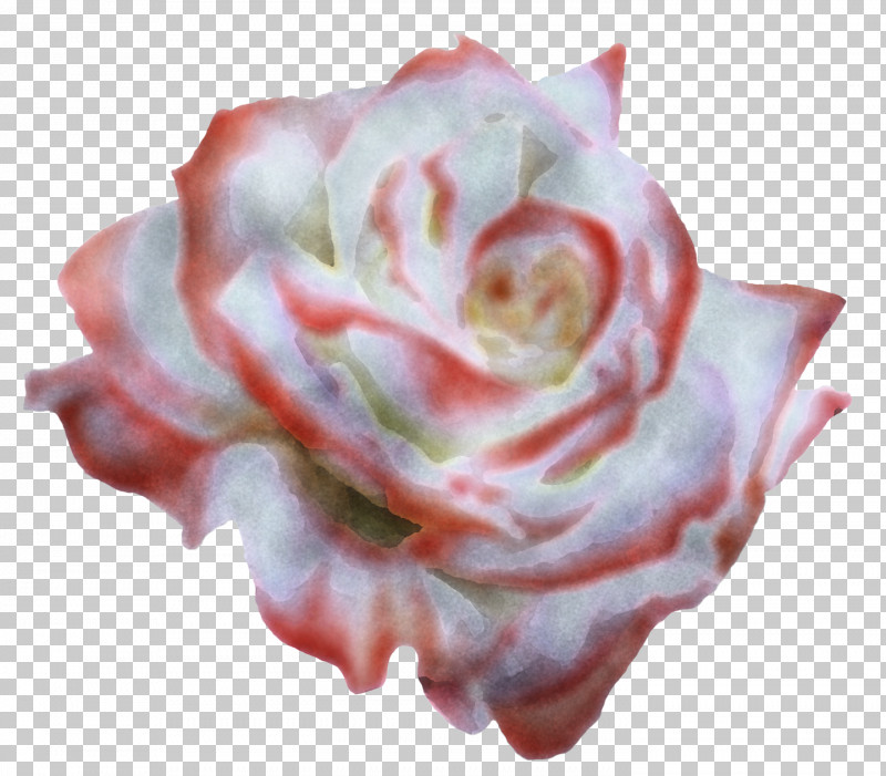 Garden Roses PNG, Clipart, Cut Flowers, Echeveria, Floribunda, Flower, Garden Roses Free PNG Download