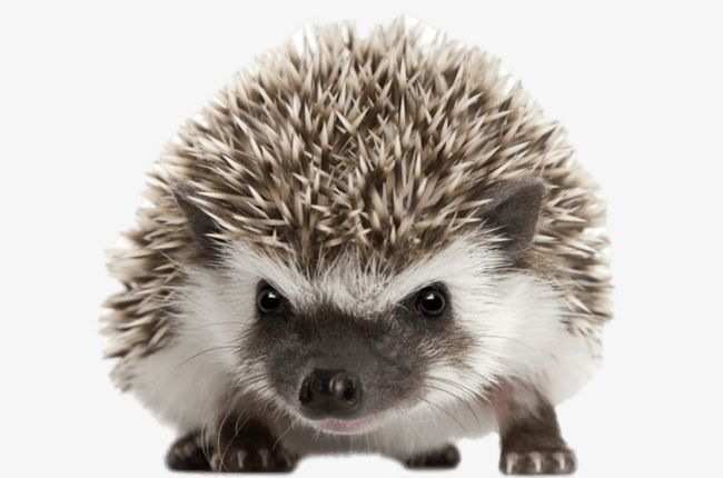 Cute Hedgehog PNG, Clipart, Adorable, Adorable Pet, Animal, Animal World, Biology Free PNG Download