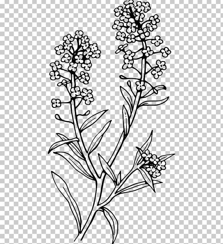 English Lavender Sweet Alyssum Color Plants PNG, Clipart, Art, Black And White, Botany, Branch, Color Free PNG Download