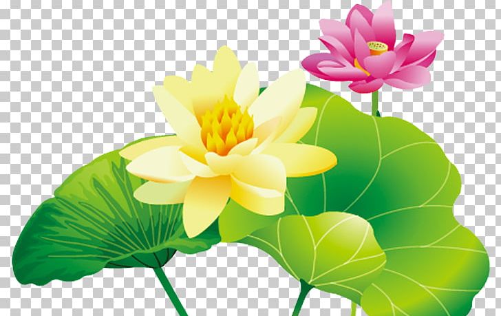 Inner Mongolia Ningxia Nelumbo Nucifera PNG, Clipart, Annual Plant, Aquatic Plant, Autonomous Regions Of China, Birthday, China Free PNG Download