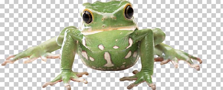 White-lipped Tree Frog Marsh Frog Waxy Monkey Tree Frog Glass Frog PNG, Clipart, American Bullfrog, Amphibian, Animal Figure, Australasian Treefrogs, Dart Free PNG Download