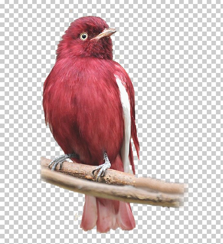 Bird Parrot Pompadour Cotinga Marabou Stork PNG, Clipart, Animal, Animals, Avenue, Barn Owl, Beak Free PNG Download