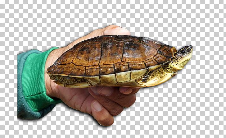 Box Turtles Natural Environment Natural Resource Ecology PNG, Clipart, Animal, Box Turtle, Box Turtles, Ecology, Emydidae Free PNG Download