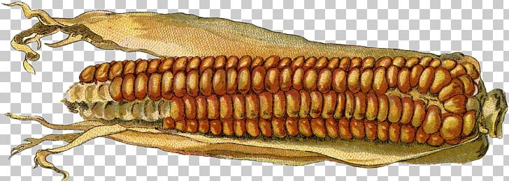Invertebrate Corn Fish Seed PNG, Clipart, Animal Source Foods, Corn, Corn On The Cob, Fish, Invertebrate Free PNG Download