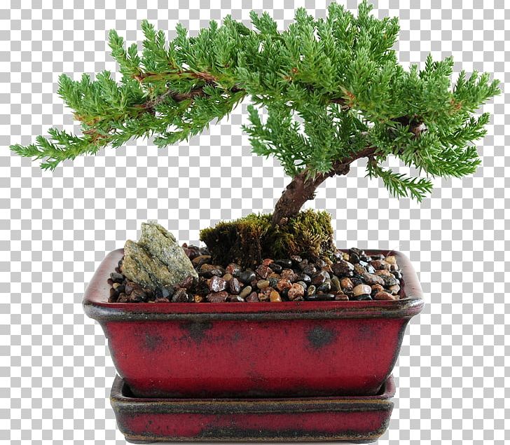 Juniperus Procumbens Juniperus Chinensis Indoor Bonsai Tree PNG, Clipart, Bonsai, Deadwood Bonsai Techniques, Evergreen, Flowerpot, Garden Free PNG Download