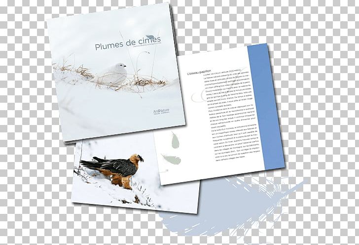 Advertising Brand Brochure PNG, Clipart, Advertising, Brand, Brochure, Others, Plume Free PNG Download