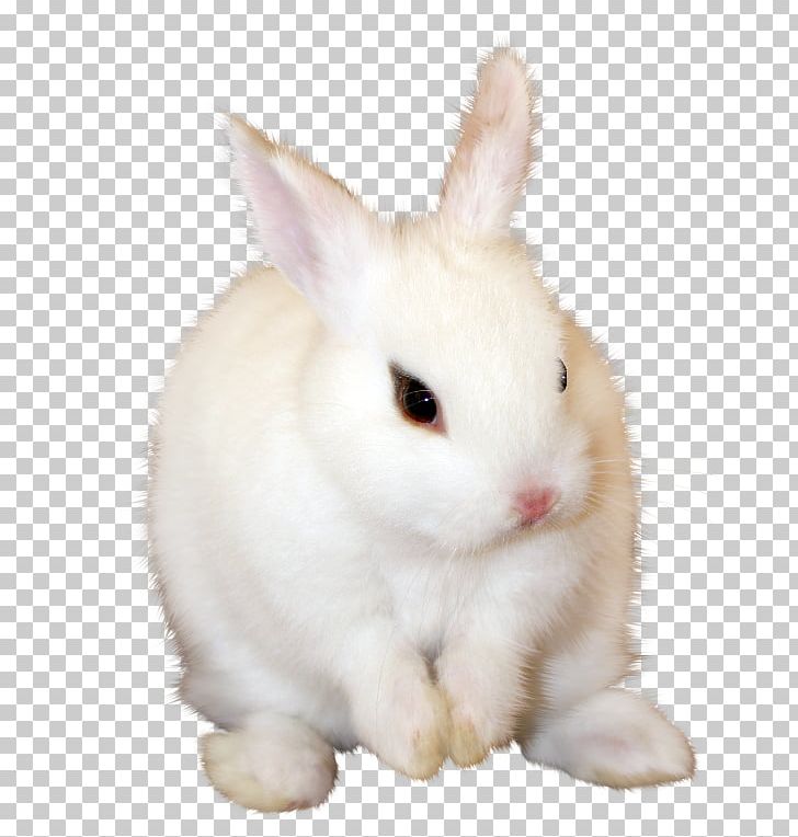 Angora Rabbit Domestic Rabbit Hare Easter Bunny PNG, Clipart, Angora Rabbit, Angora Wool, Animal, Animals, Bunny Free PNG Download