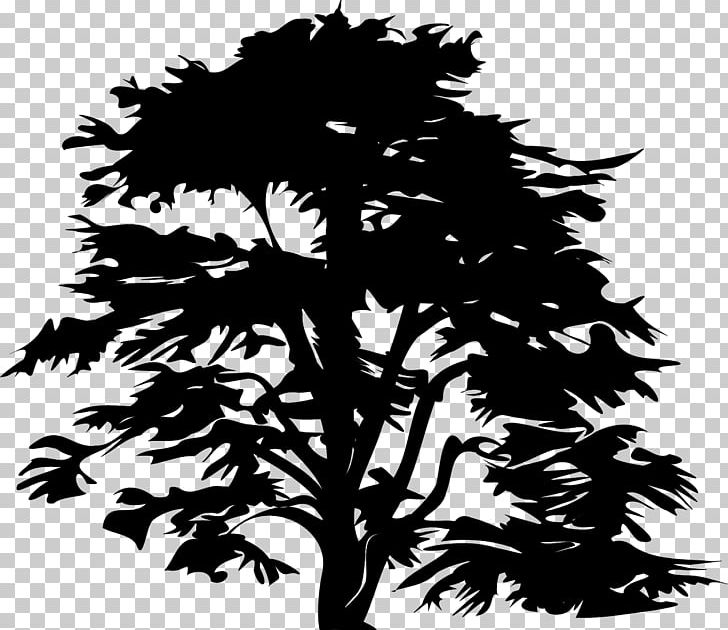 Black And White Desktop PNG, Clipart, Branch, Conifer, Desktop Wallpaper, Drawing, Flora Free PNG Download