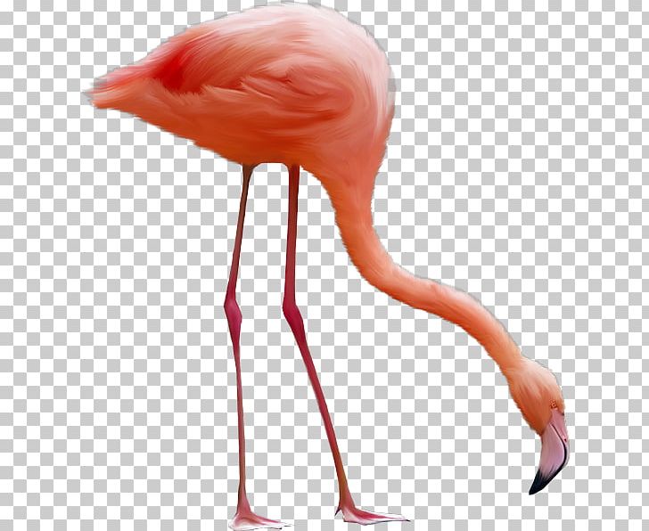 Flamingo File Formats PNG, Clipart, Animals, Beak, Bird, Computer Icons, Desktop Wallpaper Free PNG Download